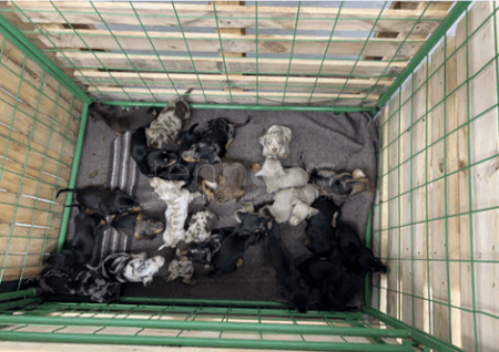 WAIDHAUS - 🐶 Illegaler Welpentransport in der Nacht auf Donnerstag (27.11.2025)! Grenzpolizei findet 24 kranke Hundebabys - Rumänen angezeigt! 🚔