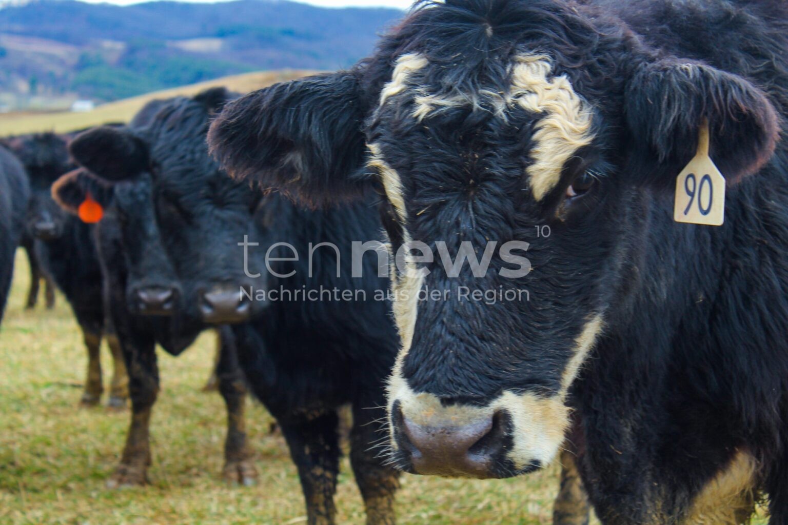 GARCHING AN DER ALZ - 🐄 Tragischer Arbeitsunfall am Sonntag (02.11.2025) am frühen Morgen! Landwirt (76) stirbt nach Attacke von zwei Kühen im Stall! ⚰️