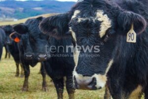 GARCHING AN DER ALZ - 🐄 Tragischer Arbeitsunfall am Sonntag (02.11.2025) am frühen Morgen! Landwirt (76) stirbt nach Attacke von zwei Kühen im Stall! ⚰️