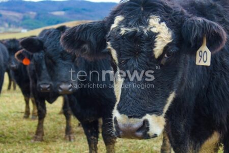 GARCHING AN DER ALZ - 🐄 Tragischer Arbeitsunfall am Sonntag (02.11.2025) am frühen Morgen! Landwirt (76) stirbt nach Attacke von zwei Kühen im Stall! ⚰️