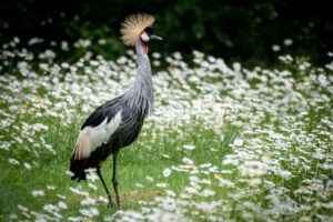 NÜRNBERG - 🦅 Vogelgrippe-Alarm im Tiergarten! Alle 50 Vogelarten werden aufgestallt - Besucher sehen keine Vögel mehr! ⚠️
