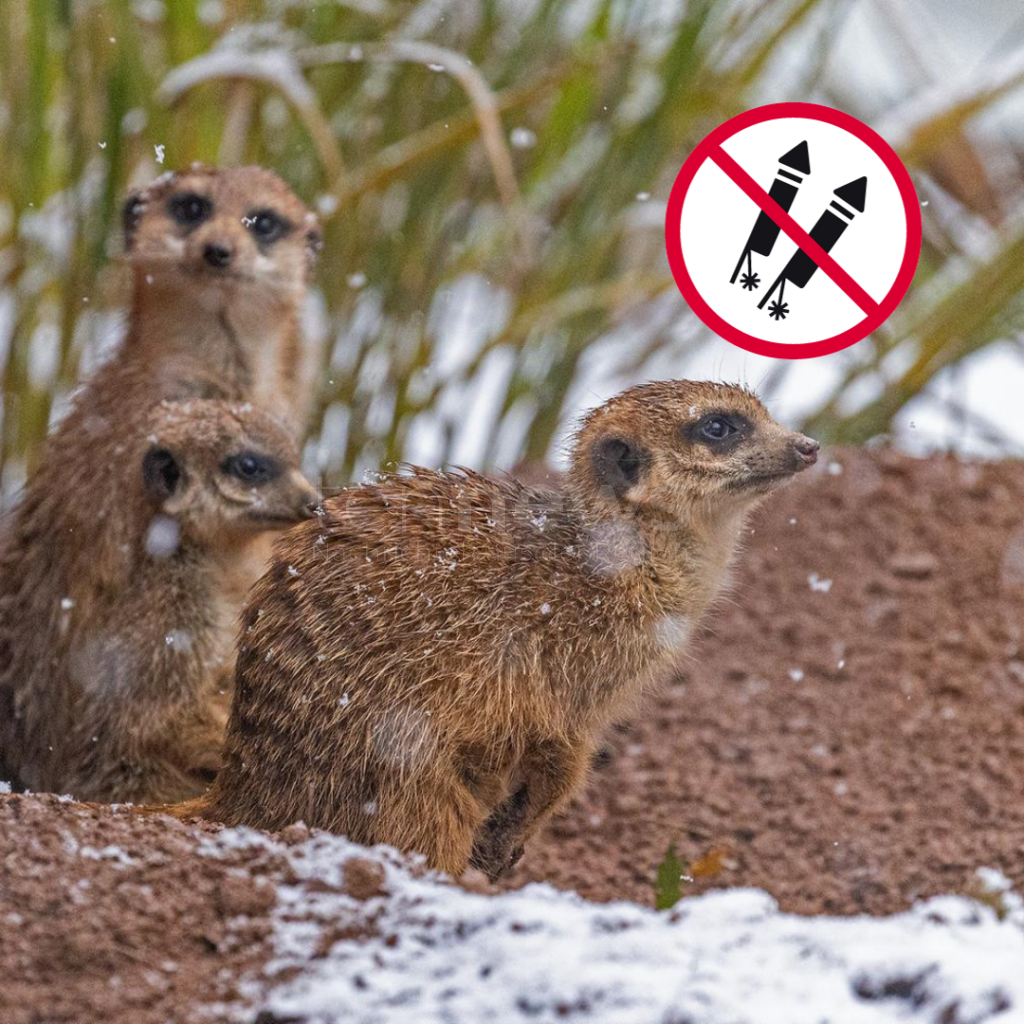 MÜNCHEN - 🎆 Tierpark Hellabrunn begrüßt Böllerverbot! Schutz für Tiere und Isarauen - "enormer Stress" zum Jahreswechsel! 🐾