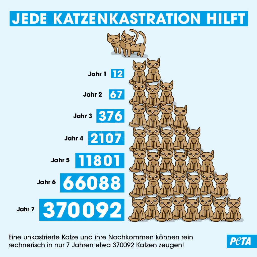 Über 2.000 Kommunen mit Katzenschutz: PETA fordert bundesweite Regelung - tennews DEUTSCHLAND - 🐱 Über 2.000 Kommunen mit Katzenschutz! PETA fordert bundesweite Regelung - Tierheime überfüllt! 🏠