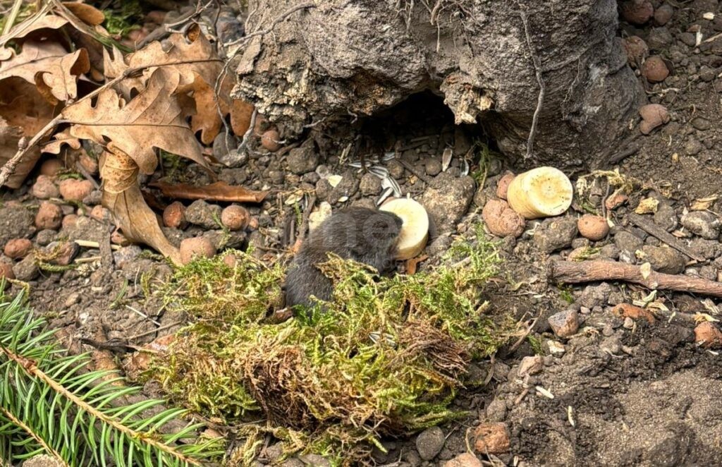 MÜNCHEN - 🐭 Sensations-Nachwuchs in Hellabrunn! Bayerische Kurzohrmäuse bekommen Babys - seltenste Säugetierart gerettet! 🎉