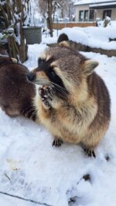 HOF - 🦝 Waschbär wird Zootier des Monats Januar am Mittwoch (18.12.2025)! Winterruhe statt Fitnessstudio - clevere Energiespar-Strategie! ❄️