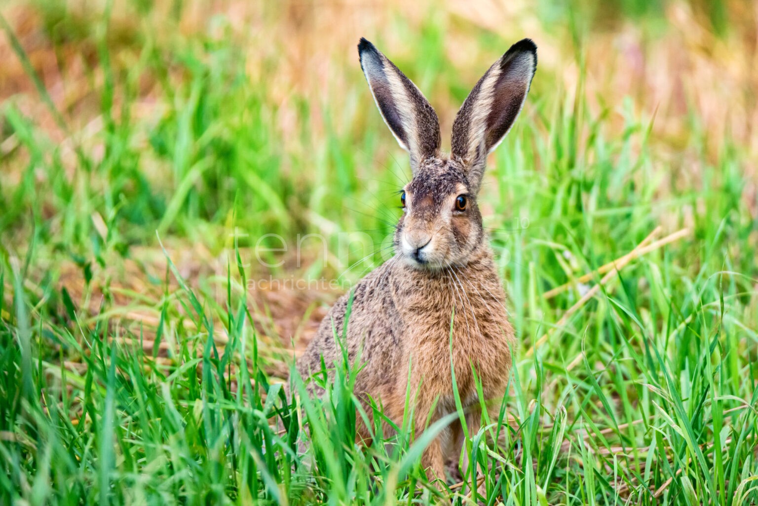 EHEHKIRCHEN - 🐰 Fahranfänger (21) weicht am Montag (01.12.2025) Hasen aus und landet in Gartenzaun! Totalschaden von 20.000 Euro! 🚗