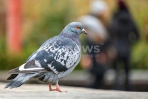 BERLIN - 🦅 Vogelpest bedroht Stadttauben! CDU-Politiker Henrichmann fordert Tauben-Notfall-Plan mit Jägern gegen H5N1-Virus! 🚨
