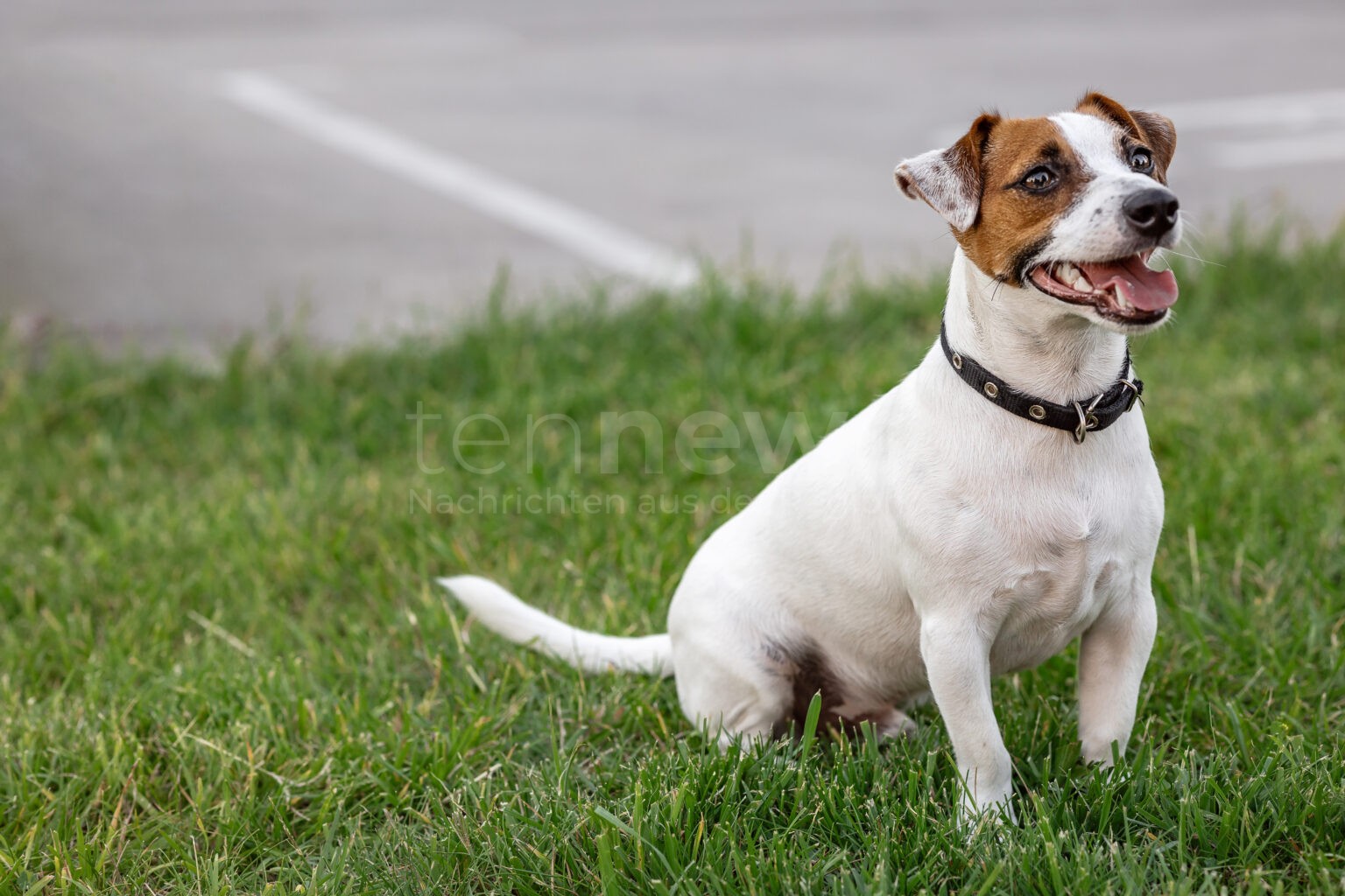 Zwei freilaufende Hunde gefunden: Besitzer von Jack Russell Terriern nicht erreichbar - tennews EICHSTĂTT - đ Zwei Hunde gefunden am Samstag (13.12.2025)! Bonez und Buddy freilaufend - Besitzer nicht erreichbar, Nacht auf Polizeiwache! đź