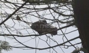 JETZENDORF - 🐊 Krokodil-Alarm am Mittwoch (10.12.2025)! Spaziergängerin ruft Polizei - Beamte bergen täuschend echte Attrappe! 👮