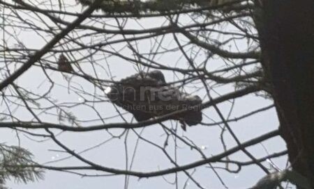 JETZENDORF - 🐊 Krokodil-Alarm am Mittwoch (10.12.2025)! Spaziergängerin ruft Polizei - Beamte bergen täuschend echte Attrappe! 👮