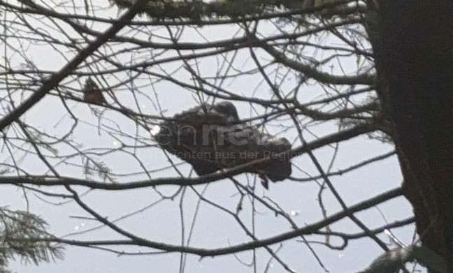 Krokodil-Alarm im Waldweiher: SpaziergĂ€ngerin ruft Polizei - tennews JETZENDORF - đ Krokodil-Alarm am Mittwoch (10.12.2025)! SpaziergĂ€ngerin ruft Polizei - Beamte bergen tĂ€uschend echte Attrappe! đź