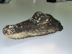 Krokodil-Alarm im Waldweiher: SpaziergĂ€ngerin ruft Polizei - tennews JETZENDORF - đ Krokodil-Alarm am Mittwoch (10.12.2025)! SpaziergĂ€ngerin ruft Polizei - Beamte bergen tĂ€uschend echte Attrappe! đź