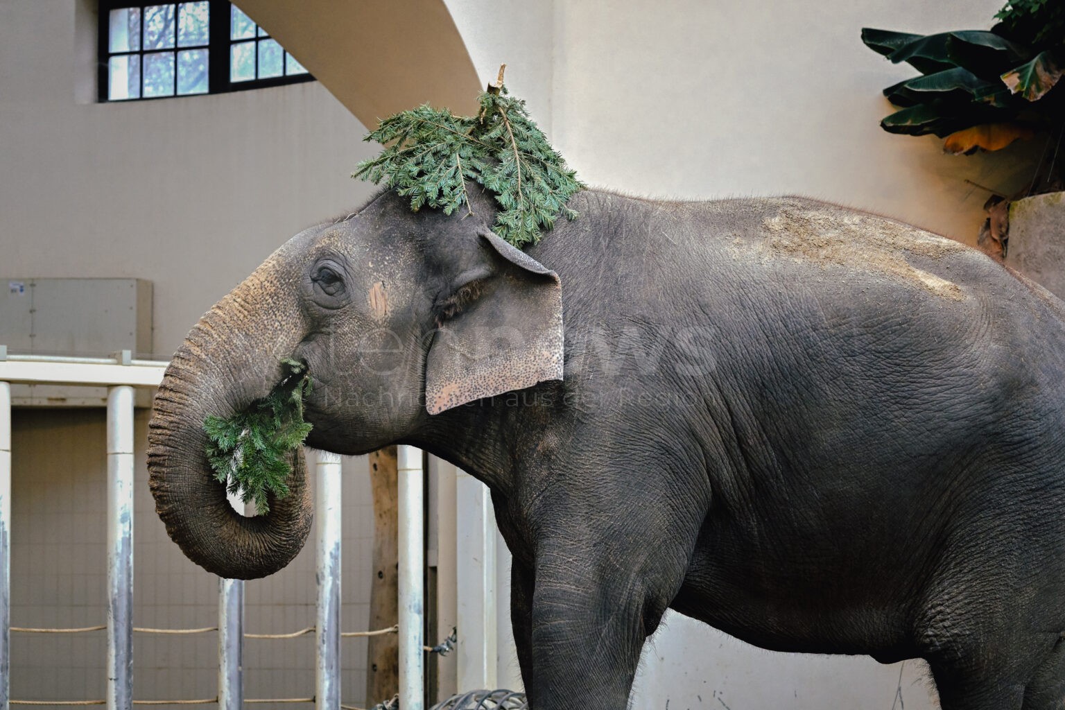 MÜNCHEN - 🎄 Flughafen München spendet 100 Weihnachtsbäume! Schmankerl für Elefanten und Zebras - nachhaltige Weiterverwendung! 🐘