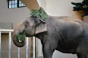 MÜNCHEN - 🎄 Flughafen München spendet 100 Weihnachtsbäume! Schmankerl für Elefanten und Zebras - nachhaltige Weiterverwendung! 🐘