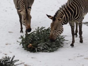 MÜNCHEN - 🎄 Flughafen München spendet 100 Weihnachtsbäume! Schmankerl für Elefanten und Zebras - nachhaltige Weiterverwendung! 🐘