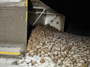 PETERSDORF - 🚛 Lastwagen mit Zuckerrüben am Freitag (08.01.2026) in Appertshausen umgekippt! Fahrer (73) verletzt! 🚑