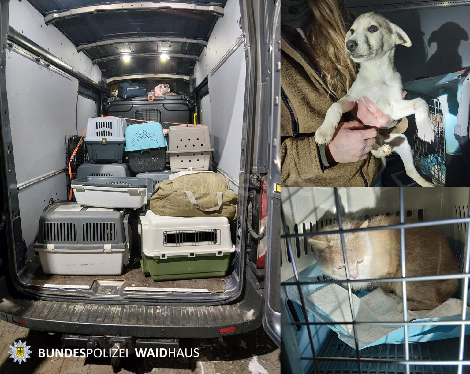 BÄRNAU - 🐕 Bundespolizei am Donnerstag (08.01.2026) stoppt verdächtigen Tiertransport! Ukrainerinnen mit 17 Hunden und Katzen - gefälschte Papiere vermutet! 📋