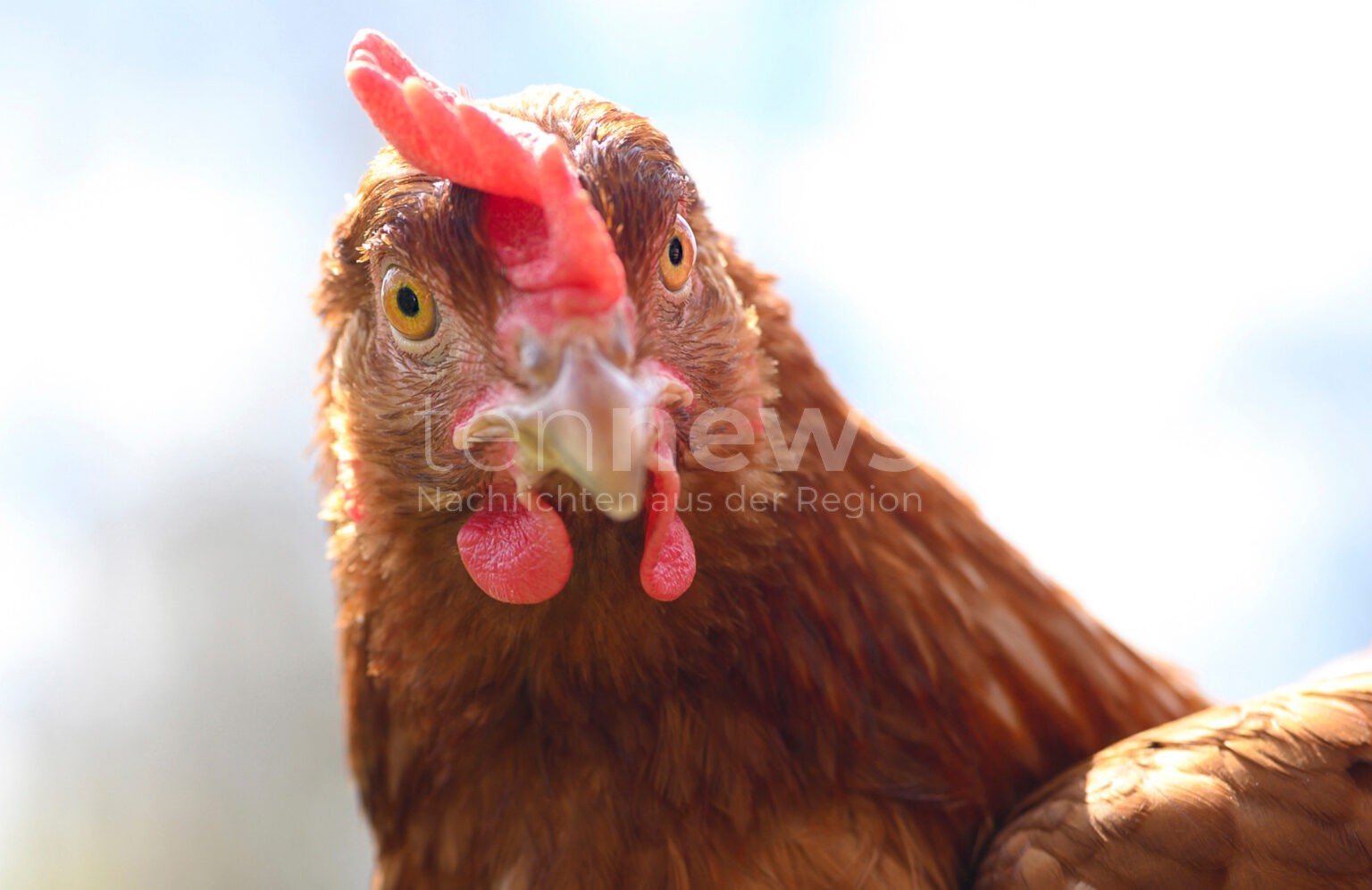 INGOLSTADT/MANCHING - 🐔 Diebstahl aufgeklärt! 50 Hühner in Bauwagen entdeckt - Dieb (39) gefasst! 🚔