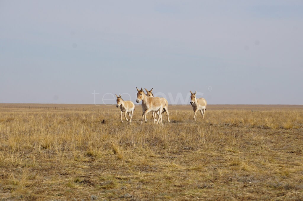 Wilde Wildesel auf großer Fahrt: Tiergarten unterstützt Umsiedlung von Kulanen - tennews NÜRNBERG - 🐴 Tiergarten unterstützt Umsiedlung! Wilde Kulane auf 2.000 Kilometer Fahrt durch Kasachstan - Population gestärkt! 🌾