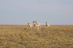 Wilde Wildesel auf großer Fahrt: Tiergarten unterstützt Umsiedlung von Kulanen - tennews NÜRNBERG - 🐴 Tiergarten unterstützt Umsiedlung! Wilde Kulane auf 2.000 Kilometer Fahrt durch Kasachstan - Population gestärkt! 🌾