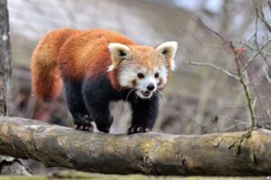 MÜNCHEN - 🐼 Neue Hoffnung für bedrohte Rote Pandas: Yoko ist seit Dezember 2025 in Hellabrunn! Erhaltungszucht und Artenschutz im Fokus. 🌿