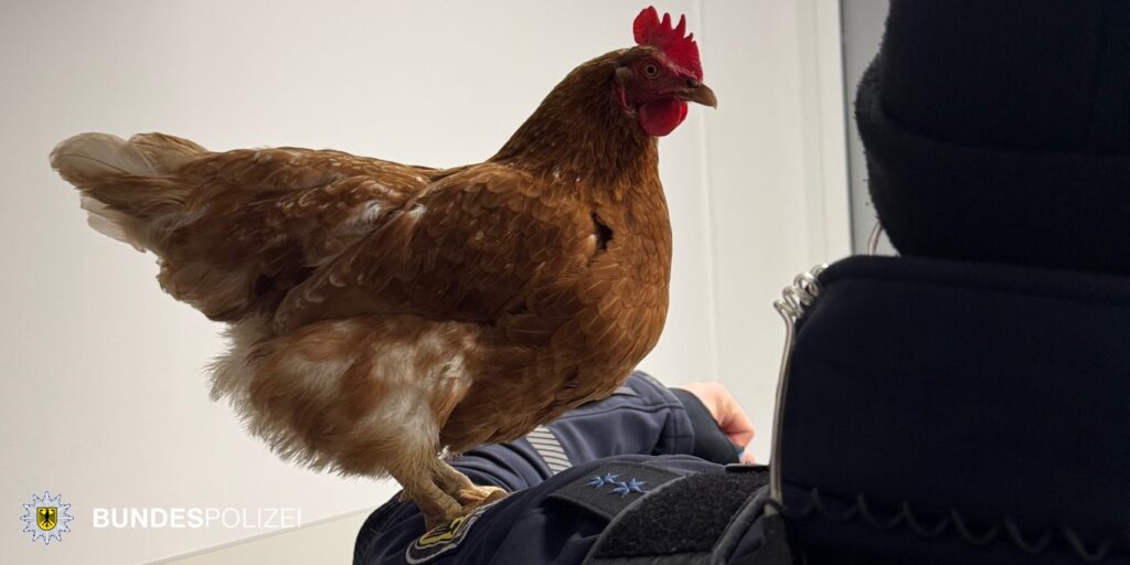 MÜNCHEN - 🐔 Herrenloses Huhn Henrietta am Hauptbahnhof gefunden und von der Bundespolizei gerettet. Jetzt in fachkundigen Händen! 🚔