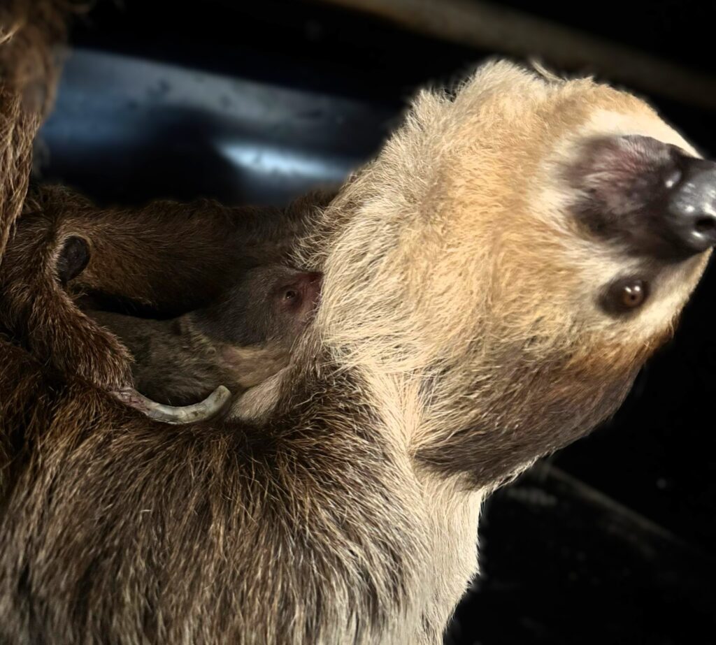 Seltener Nachwuchs im Tierpark Hellabrunn - tennews MÜNCHEN - 🦥 Seltener Nachwuchs bei Faultieren im Tierpark Hellabrunn! Das Jungtier kam vor wenigen Tagen zur Welt nach 3 Jahren Pause. 🐾