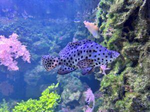 MÜNCHEN - 🐠 Hellabrunn Aquarium präsentiert faszinierende neue Unterwasserbewohner wie Golddemoisellen, Seepferdchen und Prachtröhrenaale. Idealer Winterausflug! 🌊