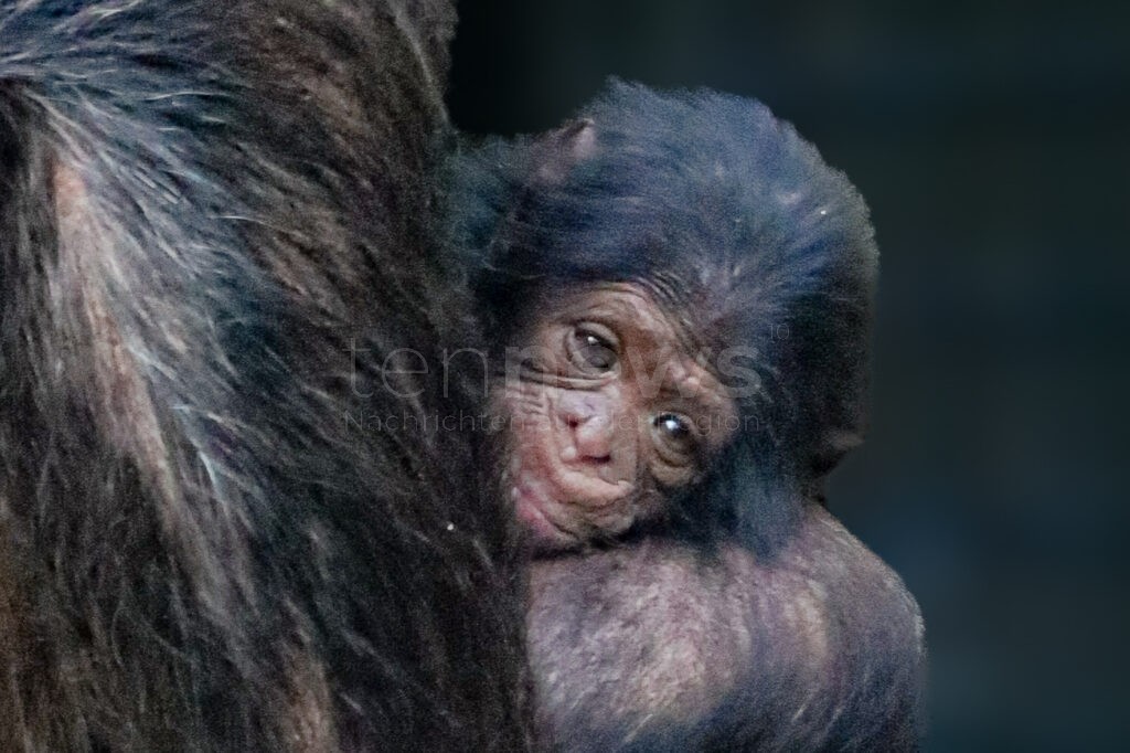 München: Hellabrunn freut sich über Schimpansen-Nachwuchs