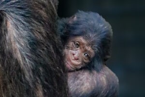 München: Hellabrunn freut sich über Schimpansen-Nachwuchs