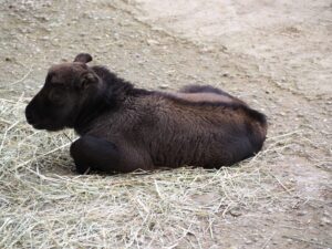 MÜNCHEN - 🦌 Sensationeller Zuchterfolg: Mishmi-Takin-Jungtier im Tierpark Hellabrunn geboren! Artenschutz im EEP-Programm erfolgreich. 🌿