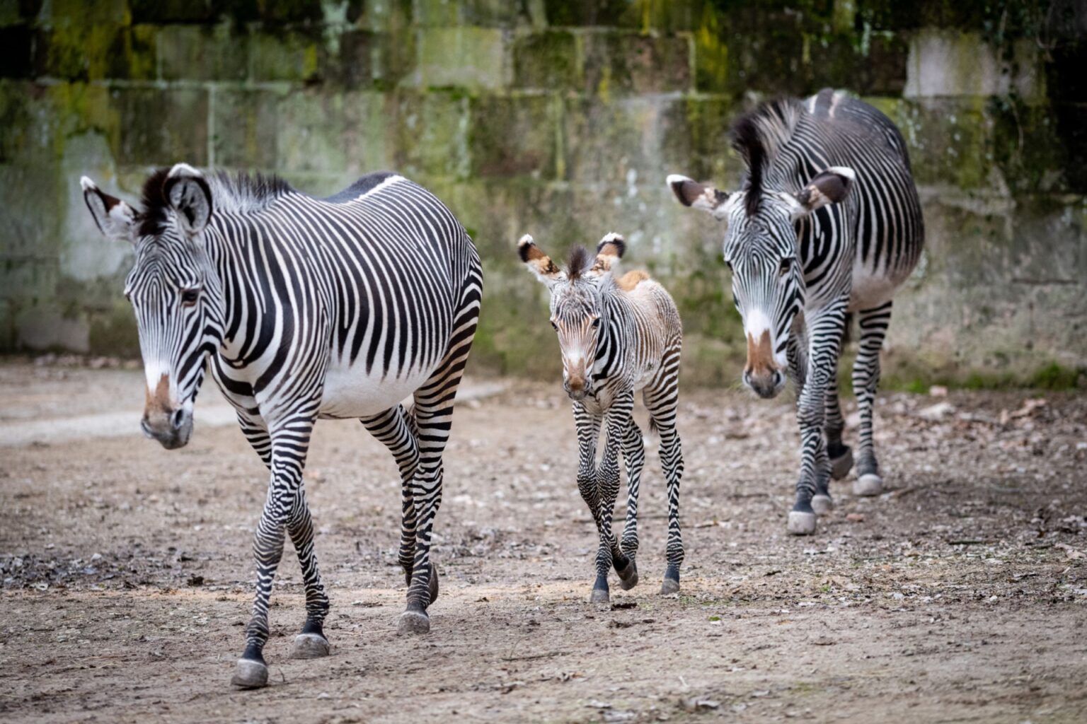 NÜRNBERG - 💕 Tiergarten lädt zu Valentinstags-Sonderführungen ein! Erfahren Sie mehr über das Liebesleben der Tiere. 🦁