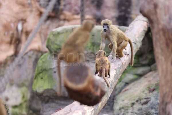 NÜRNBERG - 🐒 Tiergarten tötet 12 Paviane am Dienstag (29.07.2025)! Tierschützer stürmen Gelände - Polizei im Großeinsatz! 🚔