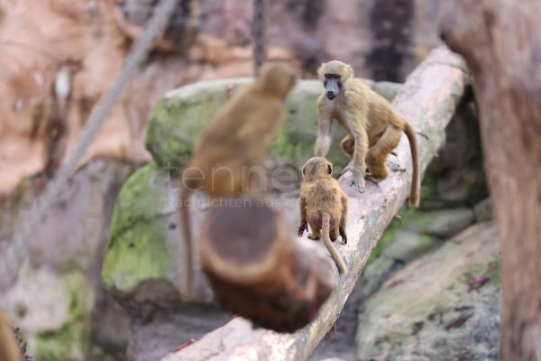 NÜRNBERG - 🐒 Tiergarten tötet 12 Paviane am Dienstag (29.07.2025)! Tierschützer stürmen Gelände - Polizei im Großeinsatz! 🚔