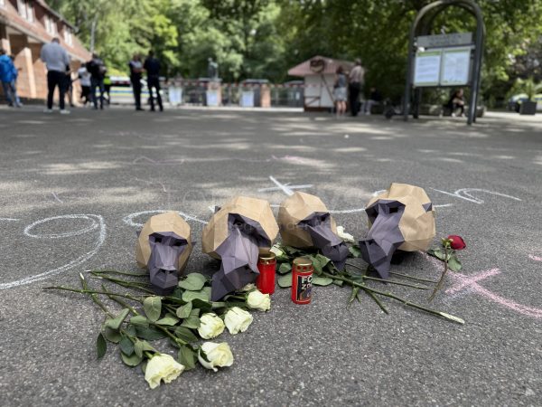 NÜRNBERG - 🐒 Tiergarten tötet 12 Paviane am Dienstag (29.07.2025)! Tierschützer stürmen Gelände - Polizei im Großeinsatz! 🚔