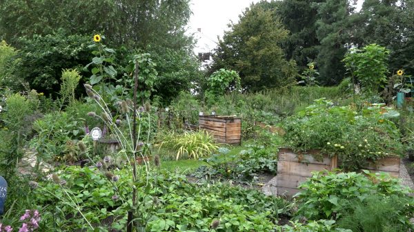 SCHROBENHAUSEN - 🌿 Heilkräuterführung im Interkulturellen Garten am Samstag (02.08.2025)! Zwölf Nationen gärtnern gemeinsam am Gabis-Bach! 🌻