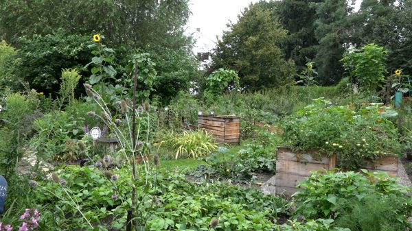 SCHROBENHAUSEN - 🌿 Heilkräuterführung im Interkulturellen Garten am Samstag (02.08.2025)! Zwölf Nationen gärtnern gemeinsam am Gabis-Bach! 🌻